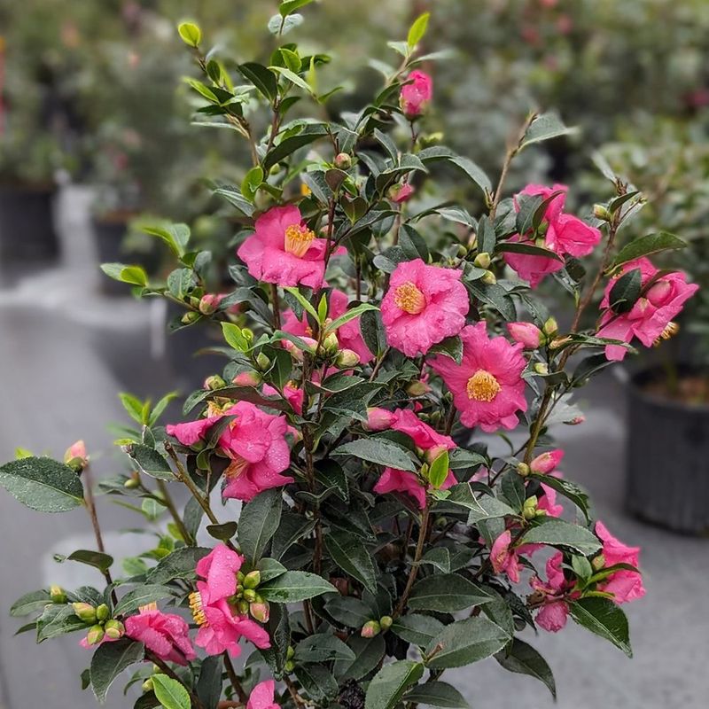 Keep Energy Focused On New Growth