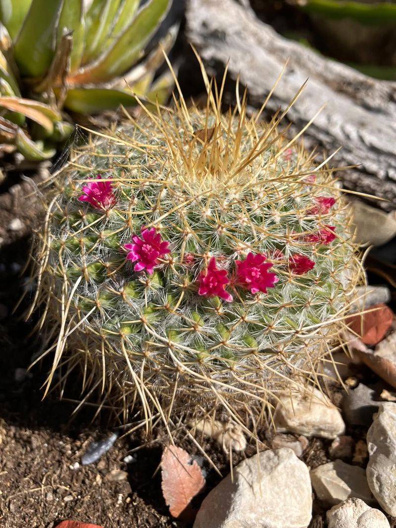 Thrives In Poor Rocky And Alkaline Desert Soil