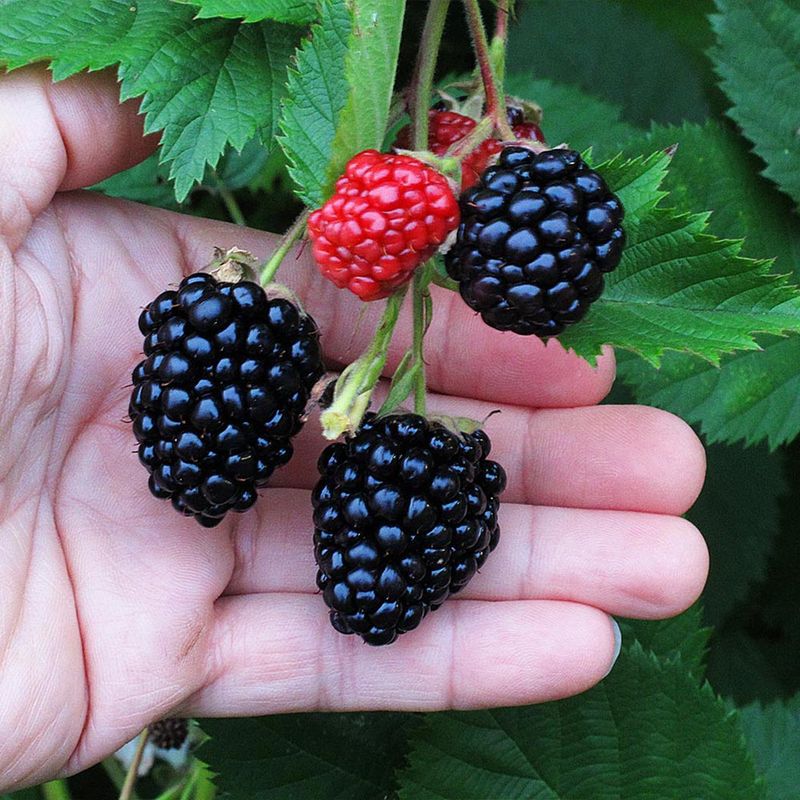 Blackberries