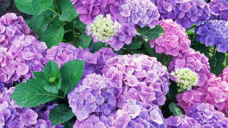 Hydrangeas (Hydrangea Macrophylla)