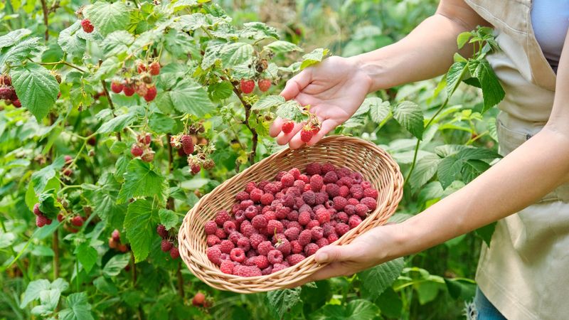 Raspberries Flourish In Sunny Garden Beds