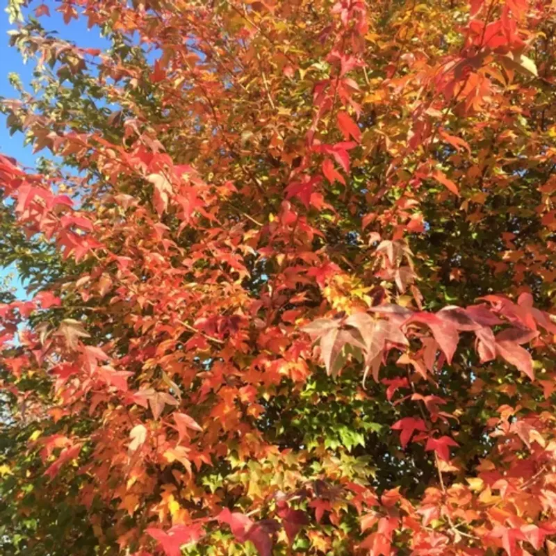 Trident Maple (Acer buergerianum)