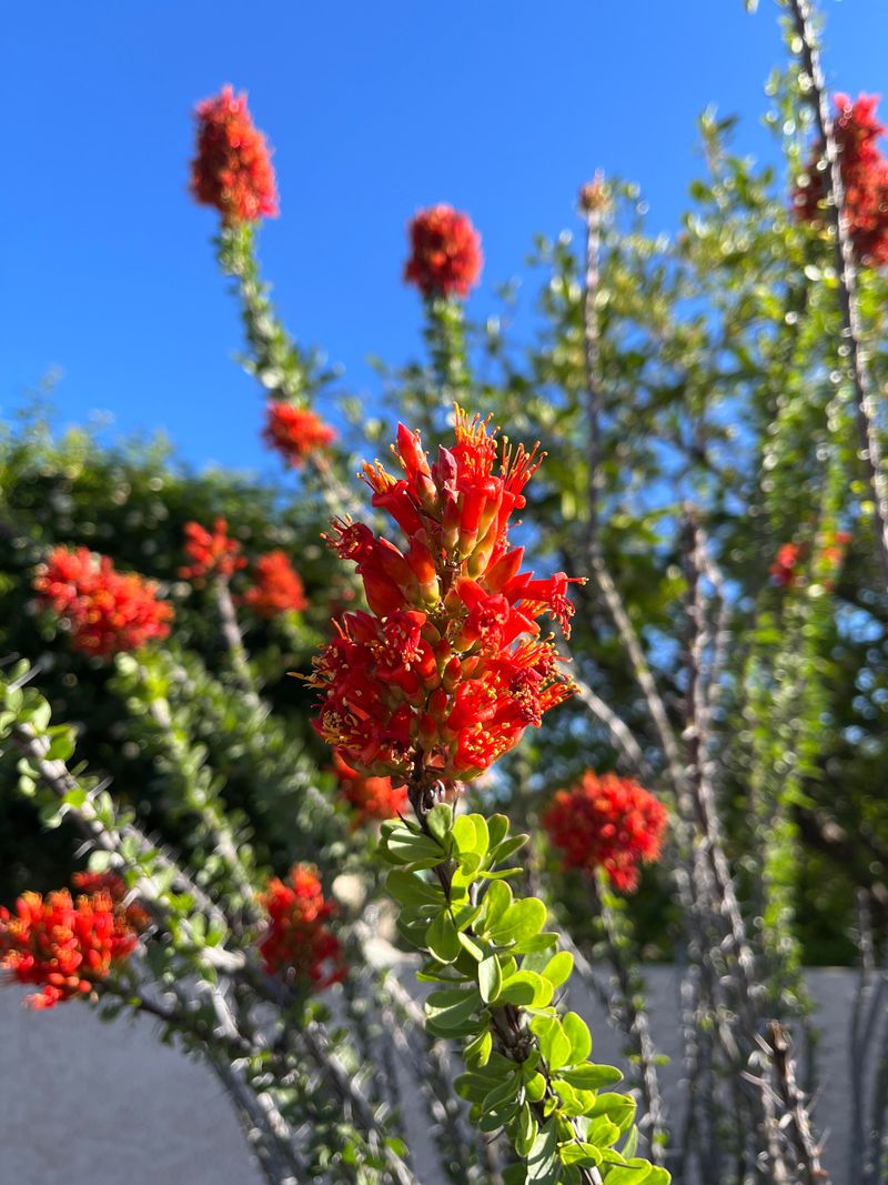 Native Growth Supports Local Pollinators And Wildlife