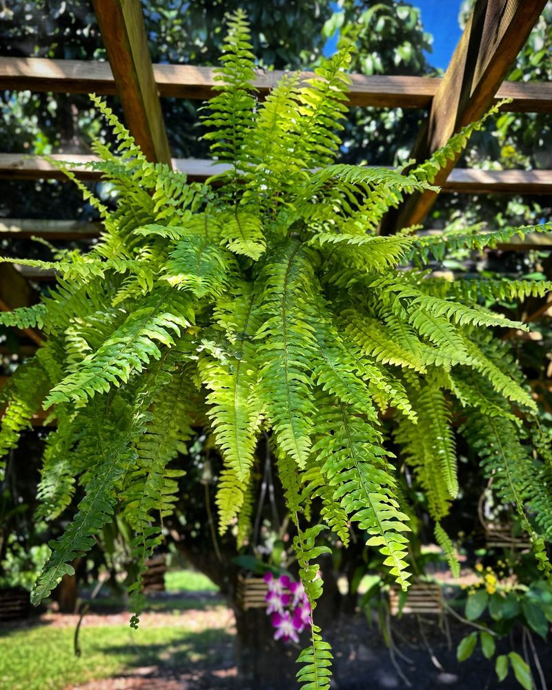 Boston Fern (Nephrolepis exaltata)