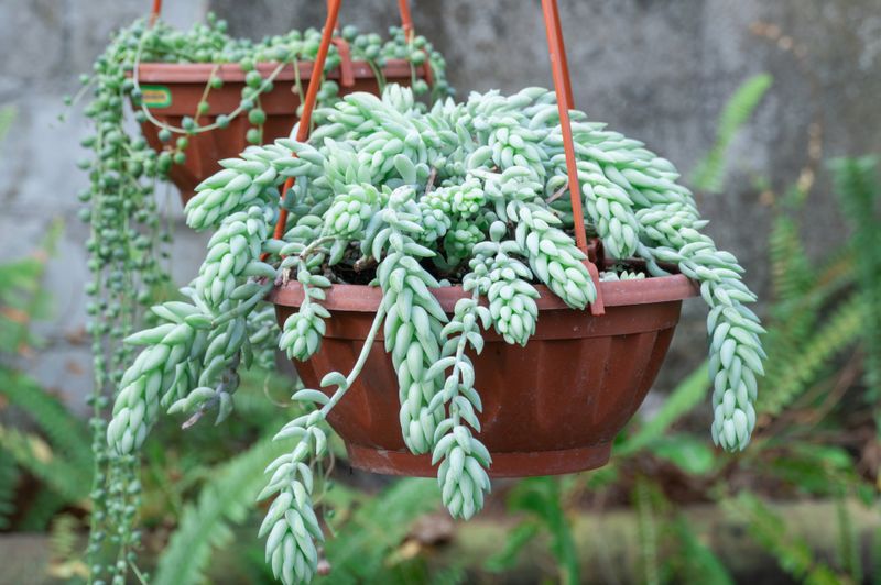 Burro's Tail
