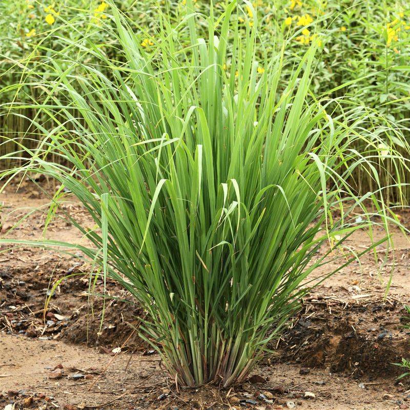 Lemongrass, A Heat Loving Culinary Favorite