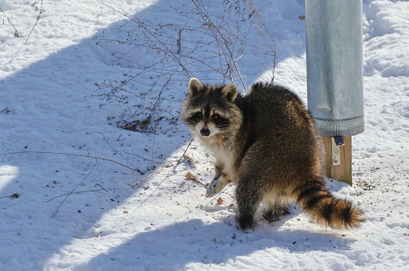 Raccoons Continue Moving During Mild Nights In Snowy March Weather