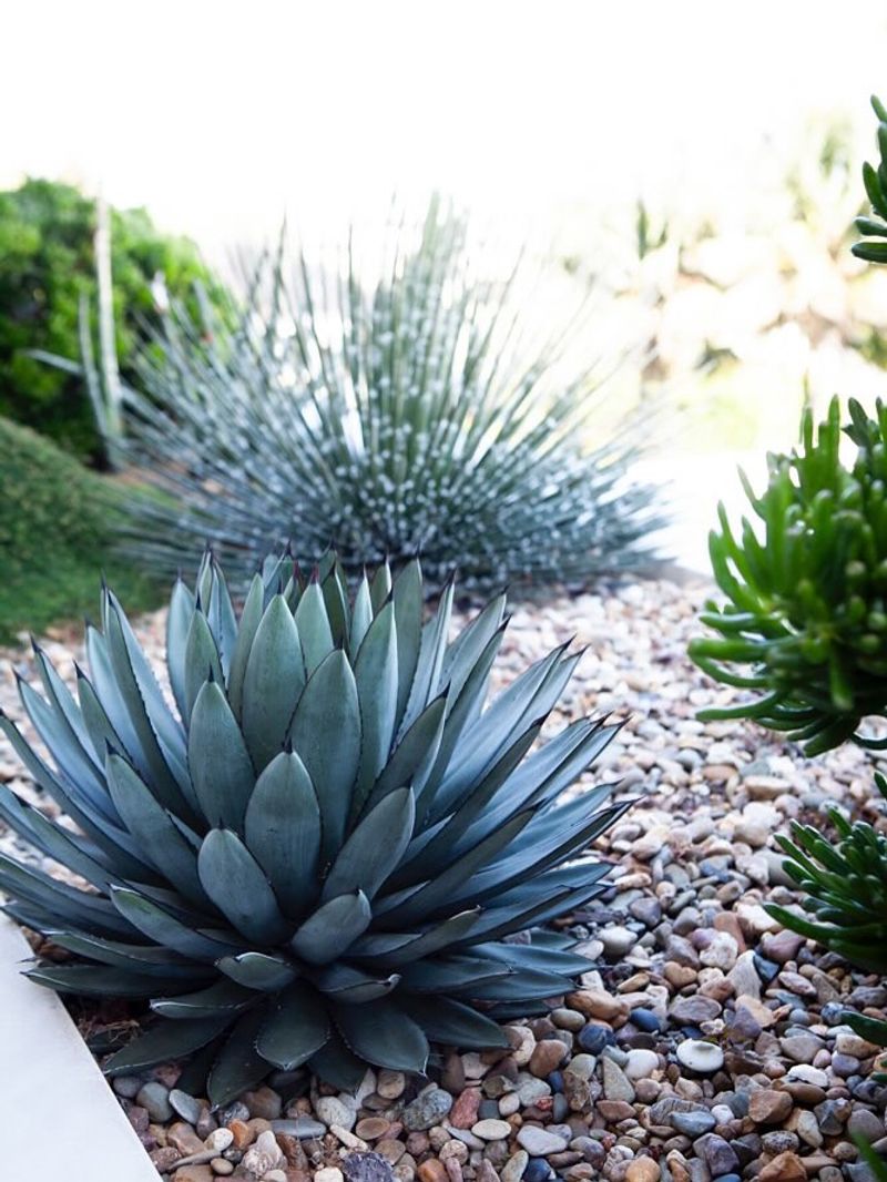 Natural Balance Reduces Work When Using Agave
