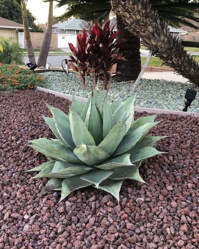 Slow Growth Keeps The Area Neat Without Constant Maintenance