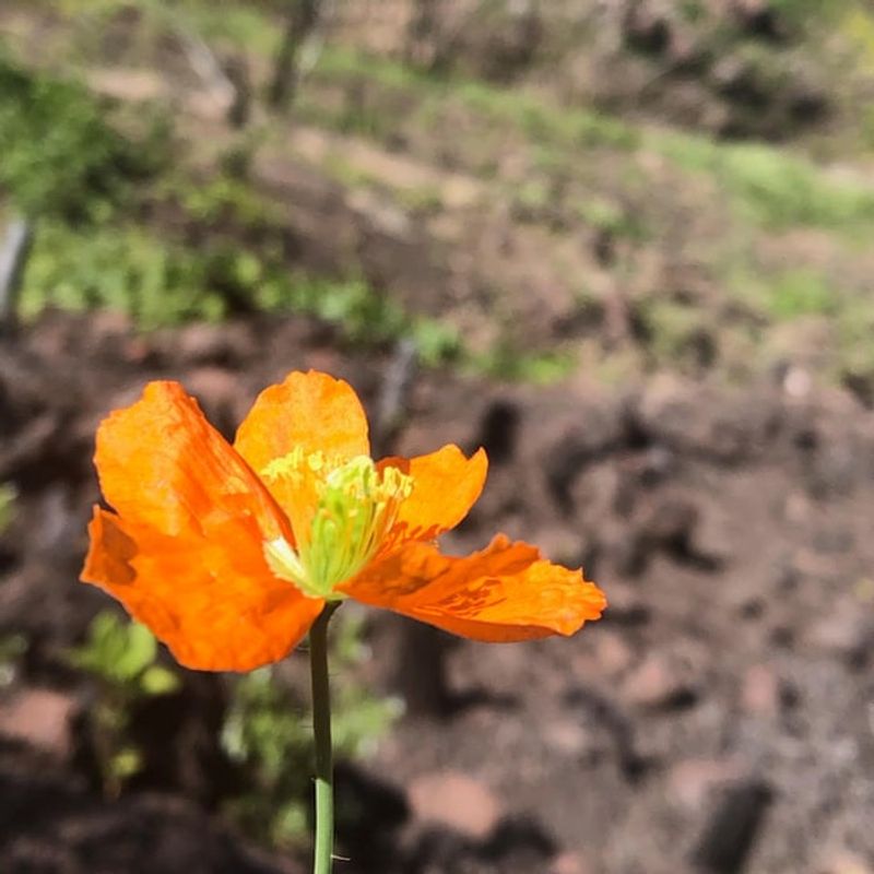 'Fire Follower' Wildflowers Could Take The Lead