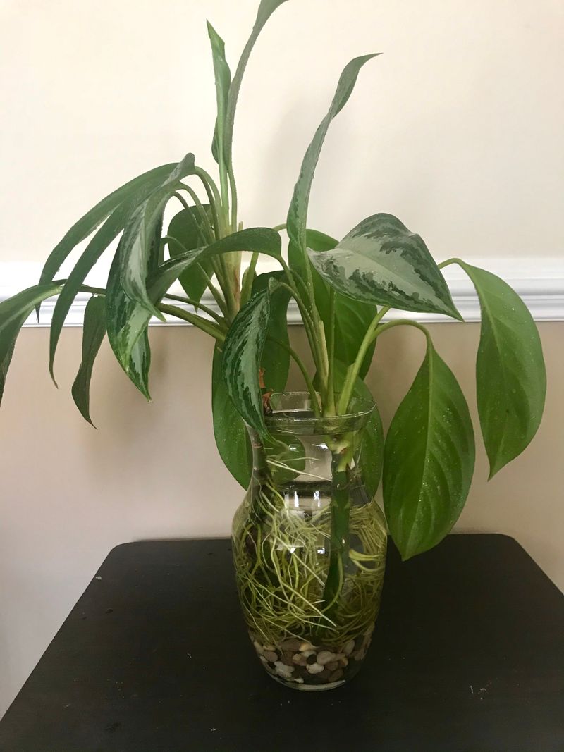 Chinese Evergreen Adds Year-Round Foliage Interest
