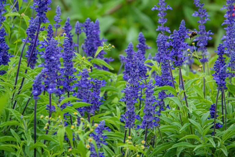blue salvia