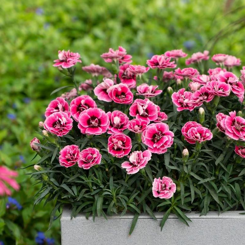 Petal Shape And Color Make Dianthus A Natural Romance Pick
