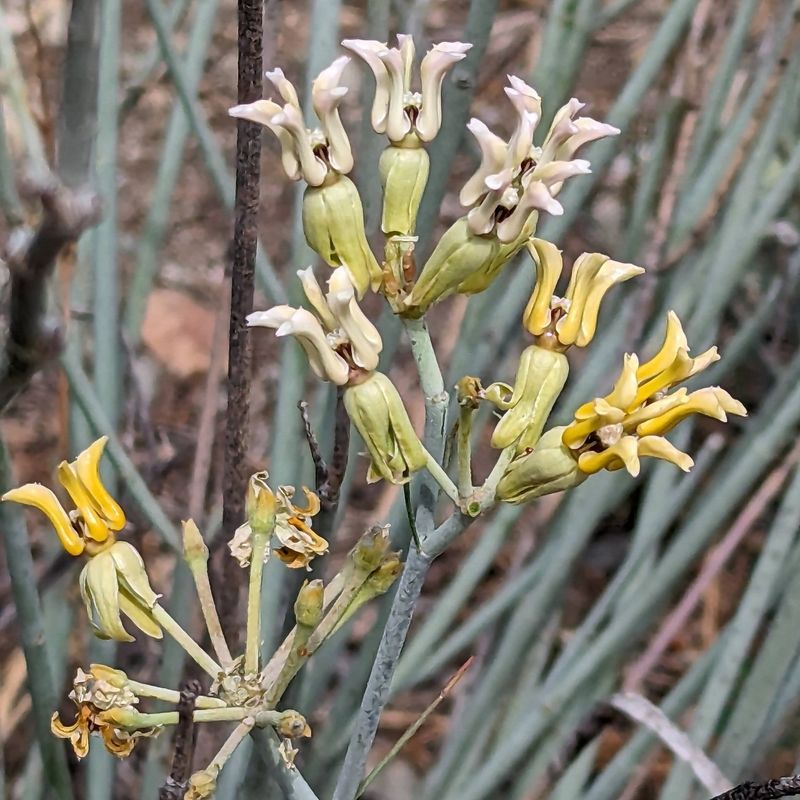 Colorful Perennials That Attract Pollinators