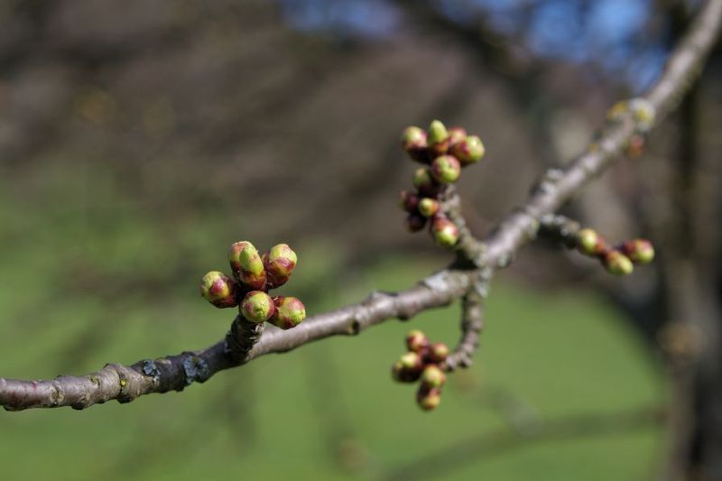 Early Bud Swell Risks