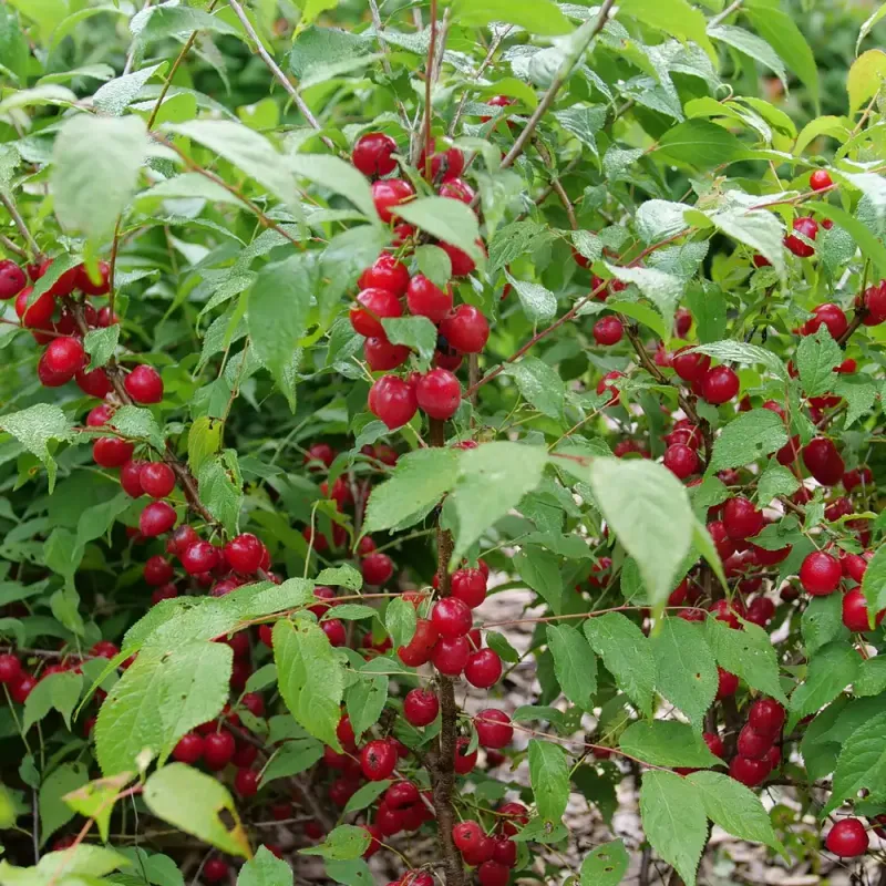 Easy As Pie Bush Cherry (Prunus X)