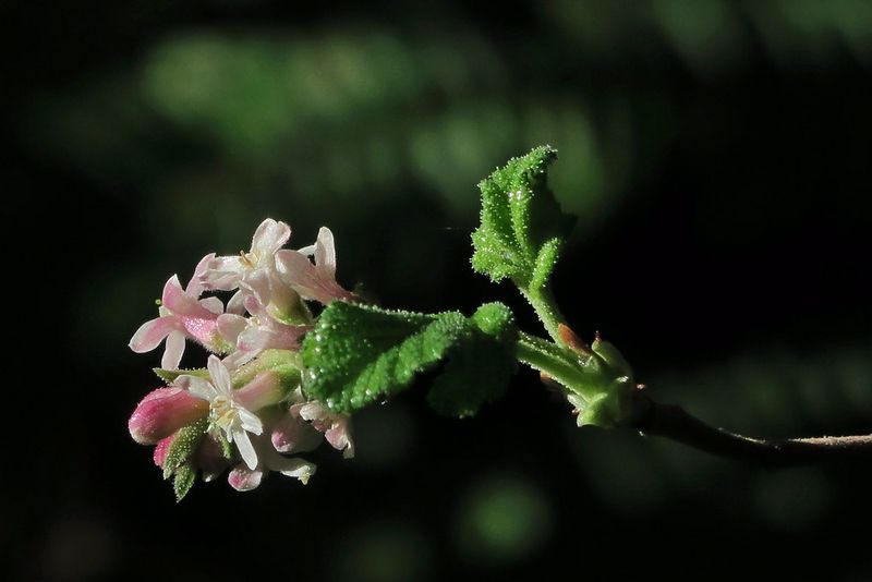 Chaparral Currant (Ribes malvaceum)