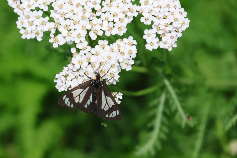 Common Yarrow (Achillea millefolium)