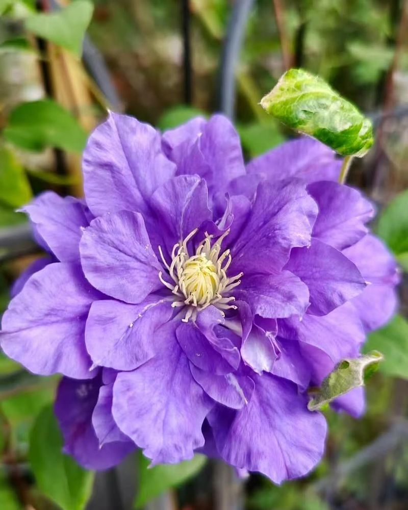 Some Varieties Barely Need Pruning At All