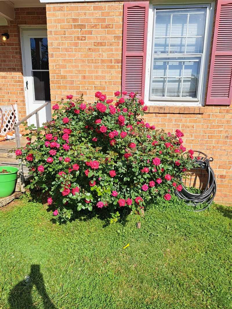 Knock Out And Repeat Blooming Roses Need A Seasonal Reset