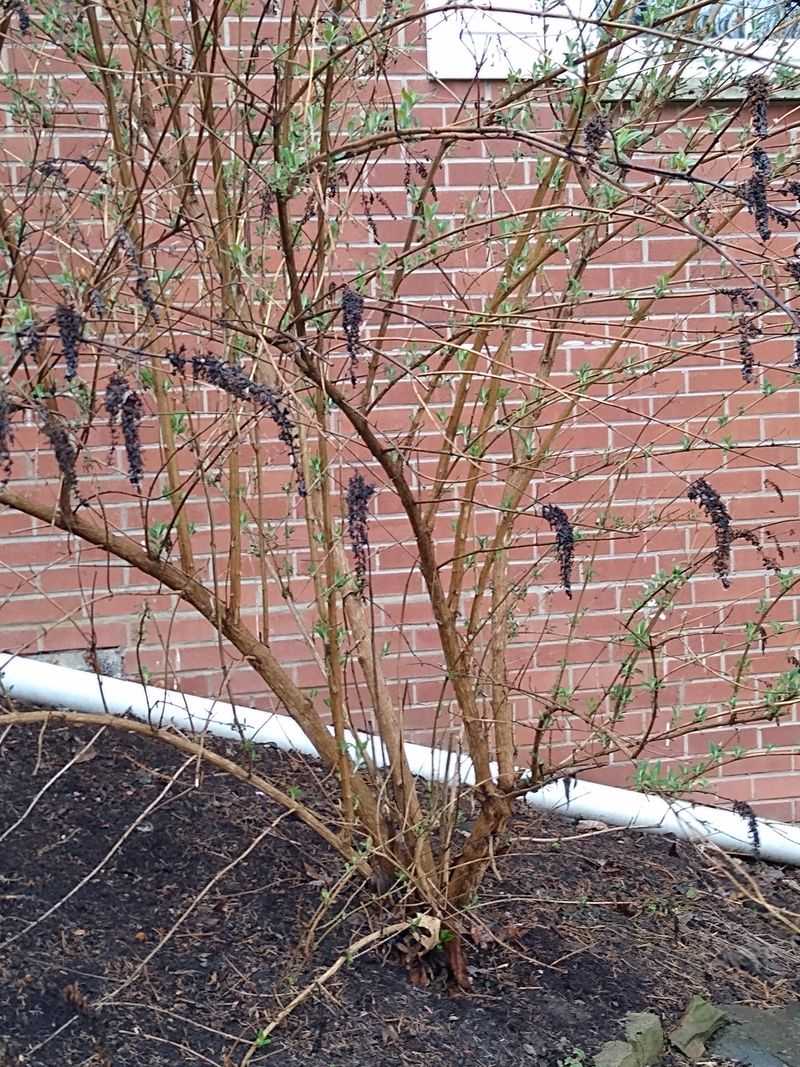 Butterfly Bush (Buddleja Davidii)