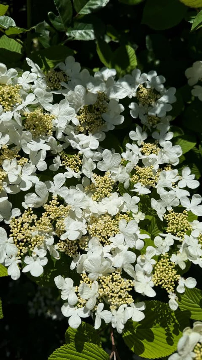 Full Shrub Form Brings Presence Using Viburnum
