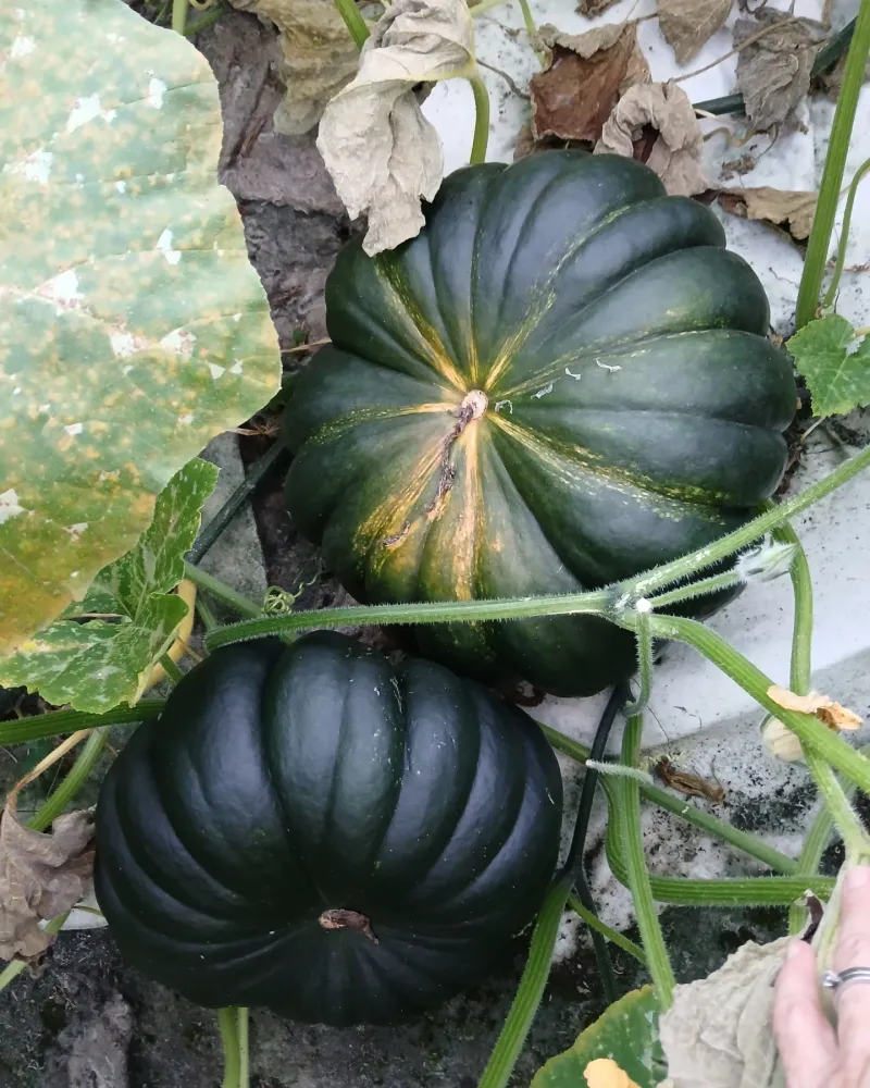 Pumpkin (Cucurbita Maxima)