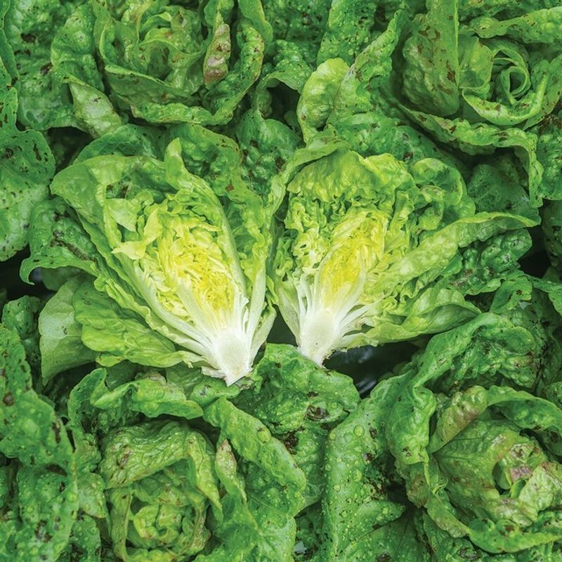 Leaf Lettuce And Salad Greens For Quick Fresh Bowls