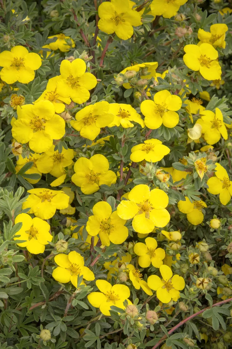 Shrubby Cinquefoil Keeps Flowering Through Cold Setbacks