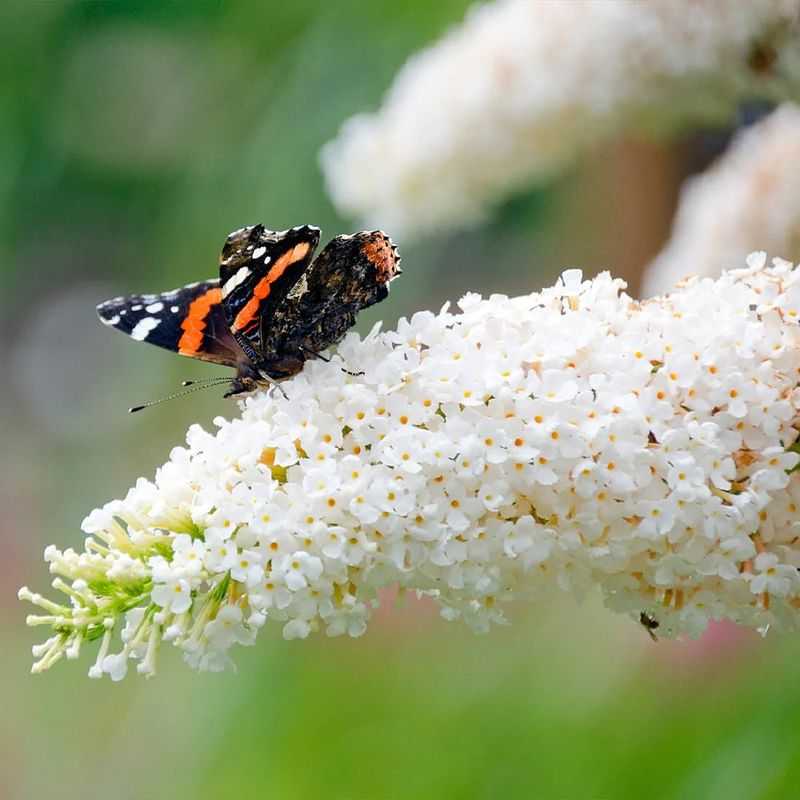 Butterfly Bush (Buddleja Davidii)