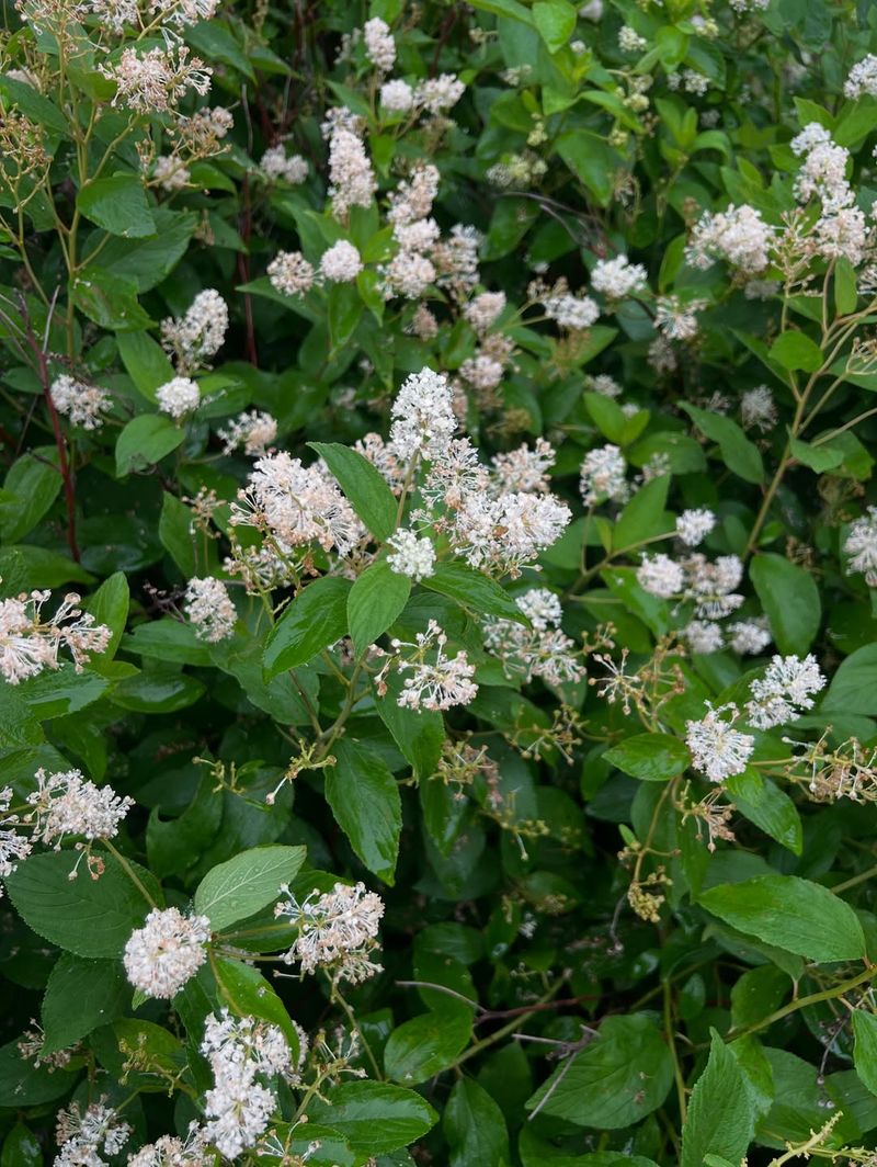 New Jersey Tea Is A Compact Native With White Blooms