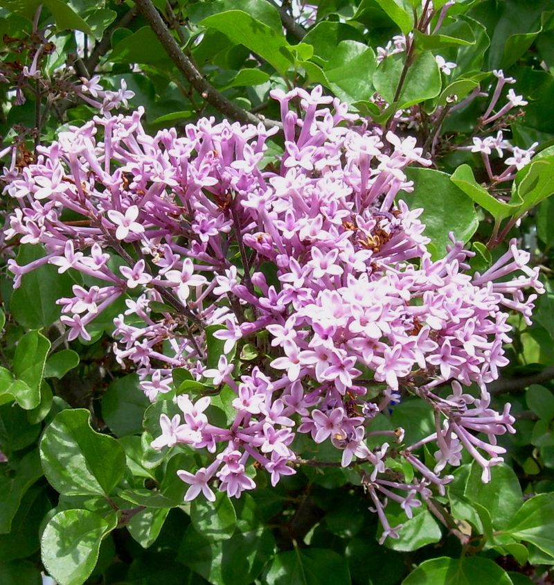 Dwarf Korean Lilac