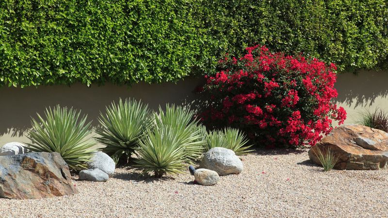Drought Tolerant Plants Perform Well Near Heat Reflecting Walls