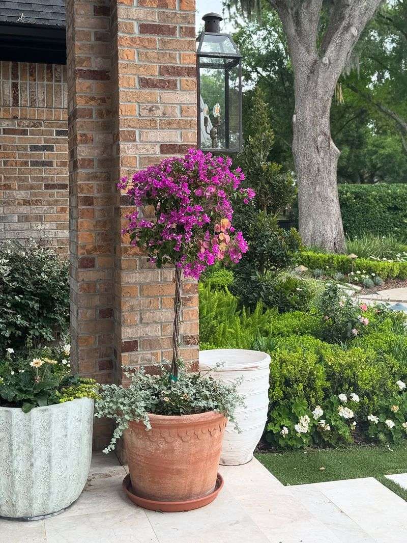 Container Or In-Ground Planting Works Well By Front Doors
