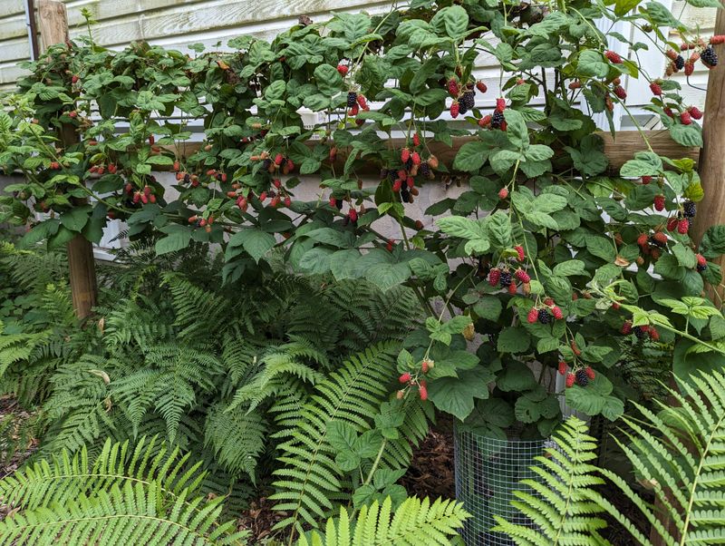 Trellis It For Bigger Berries