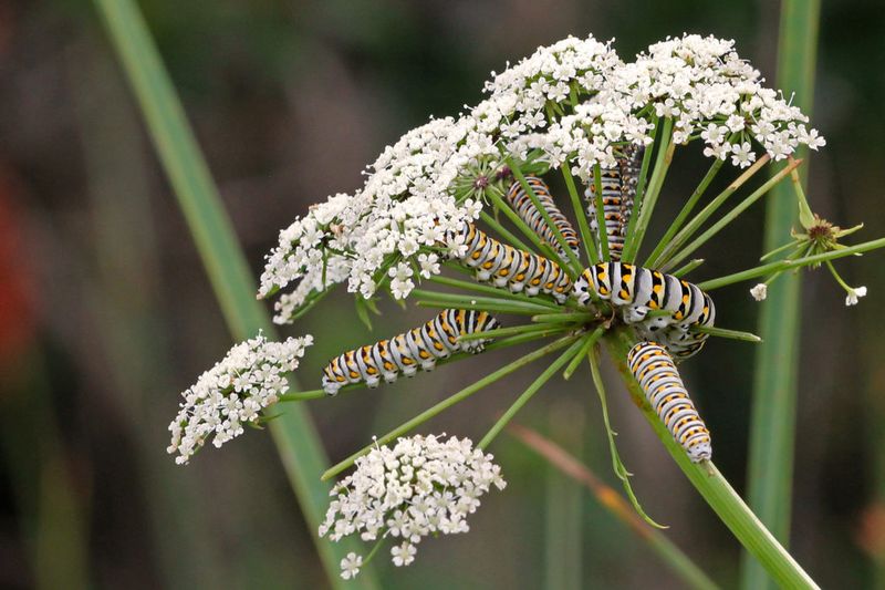Spotted Water Hemlock Hides A Dangerous Secret