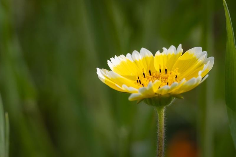 Tidy Tips (Layia platyglossa)