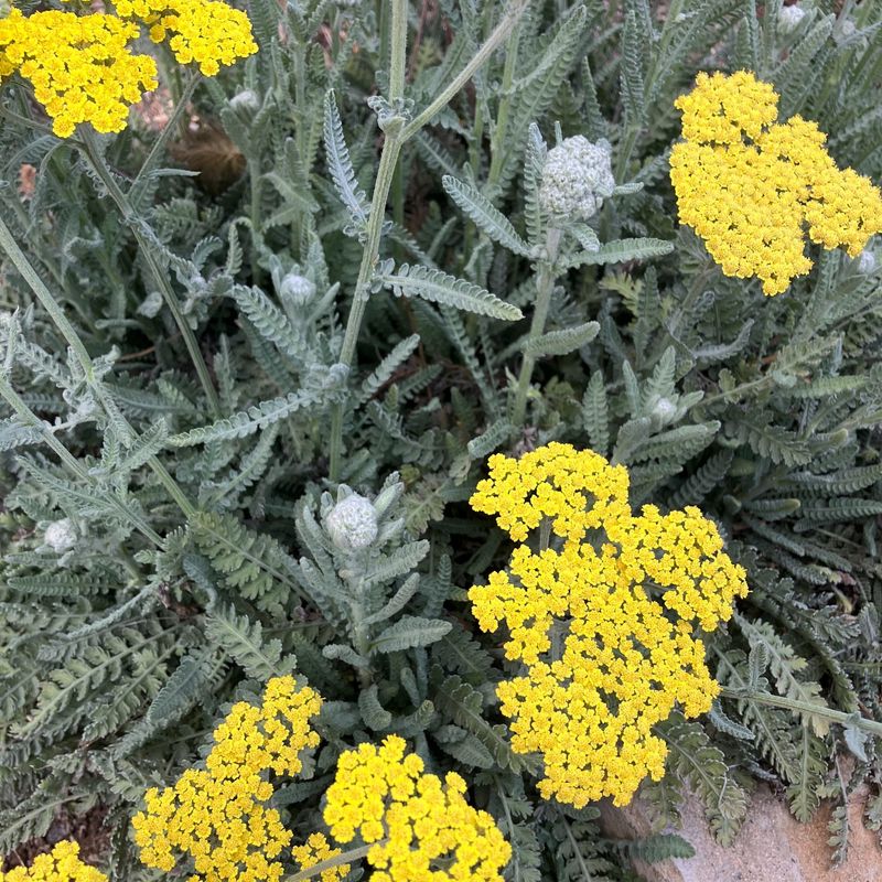 Yarrow Produces Clusters Of Yellow Summer Flowers