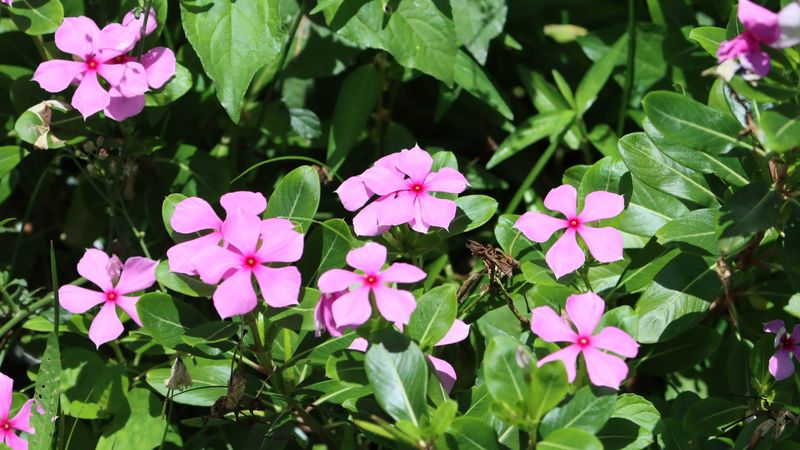 Vinca / Periwinkle (Catharanthus Roseus)