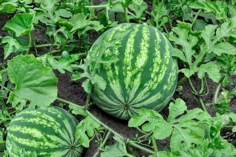 Melons Including Watermelon