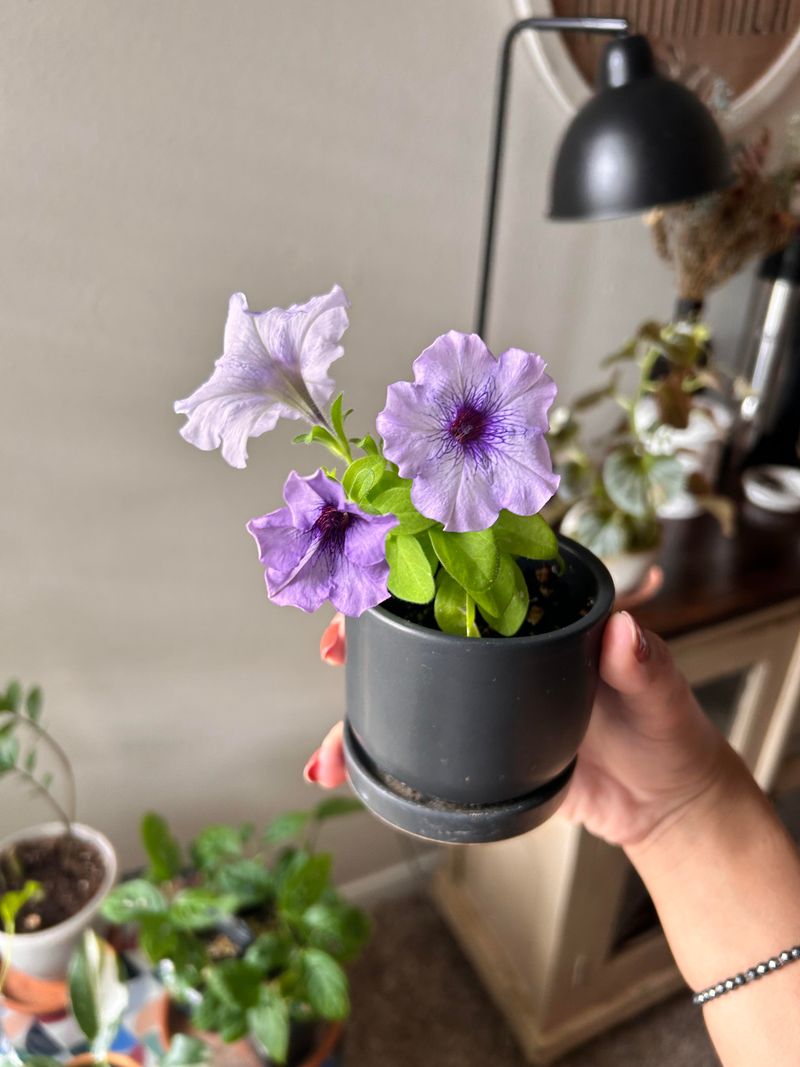 Petunias Offer Endless Blooms All Summer Long