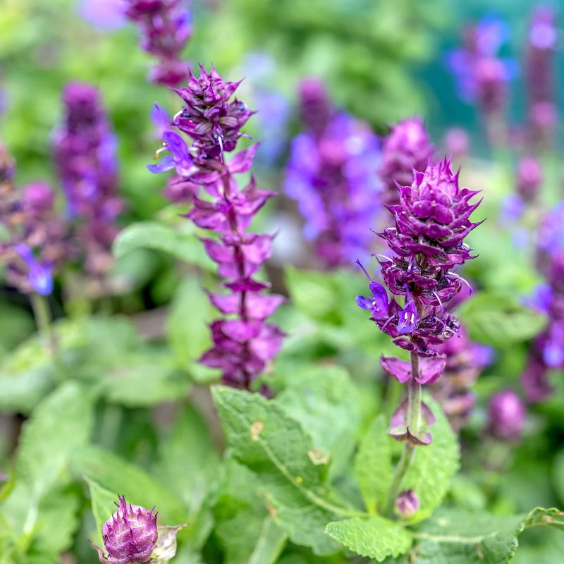 Salvia Sends Up Spikes Of Bold Lasting Color