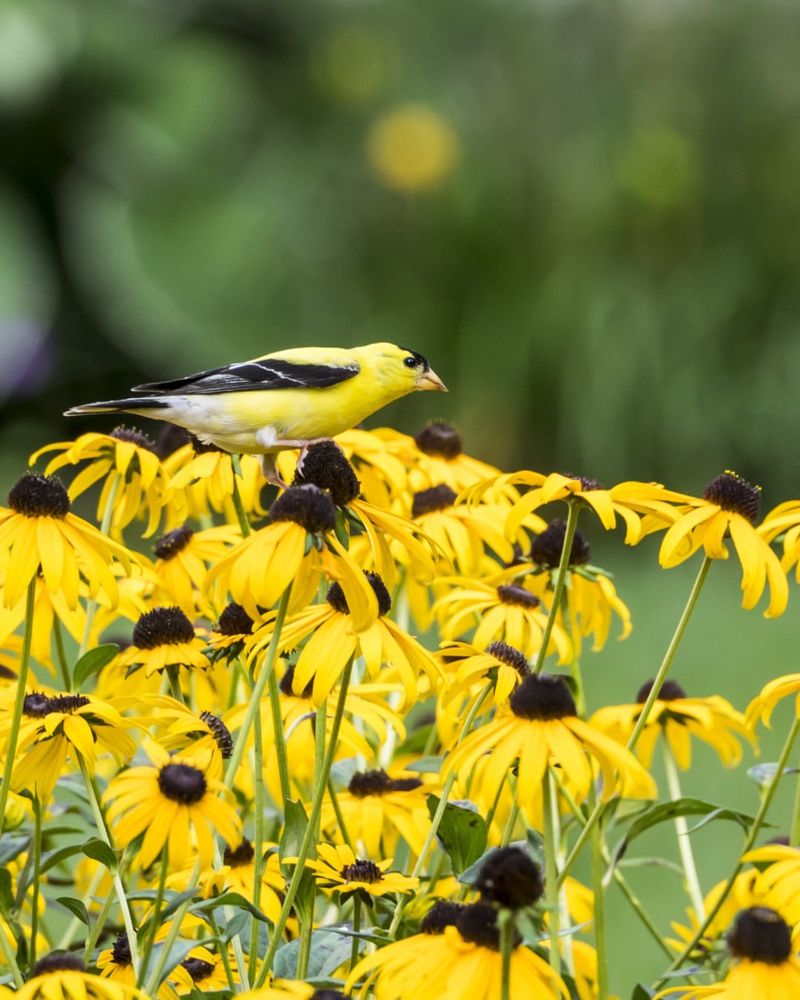 Black Eyed Susans Glow With Warmth