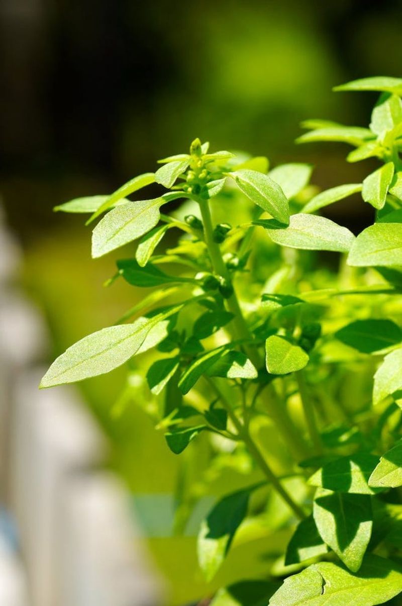 Basil Invites Prosperity And Fresh Garden Energy