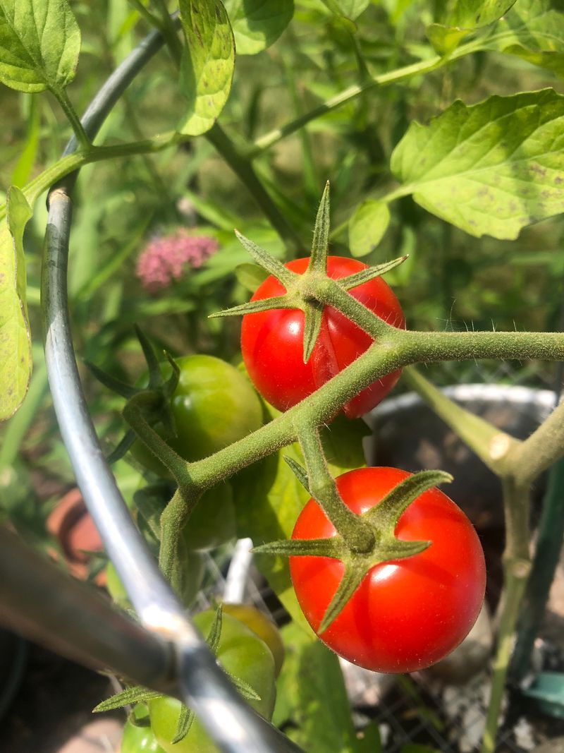 Sweet 100 Loads Up With Clusters Before Summer Slows It Down