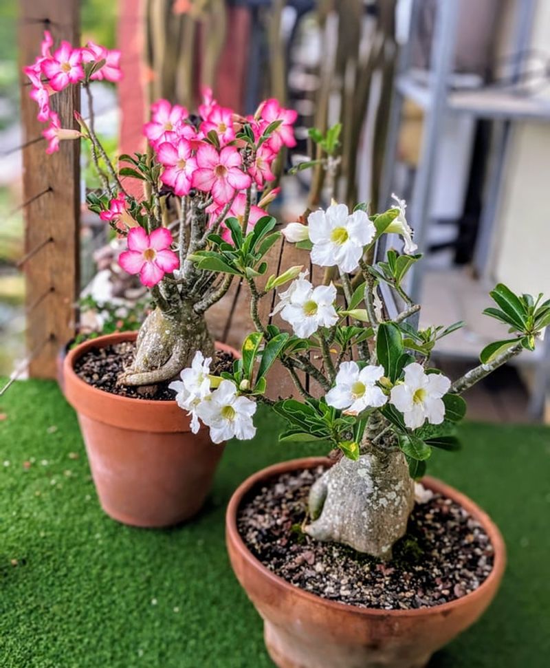 Warm Temperatures Keep Adenium Thriving