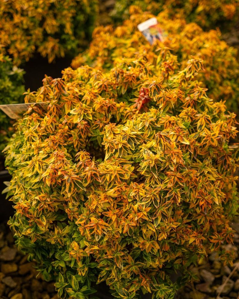 Kaleidoscope Abelia Handles Heat With Style