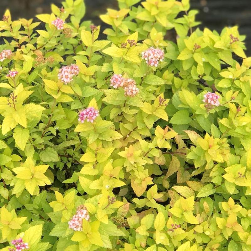 Gold Mound Spirea (Spiraea japonica 'Goldmound')