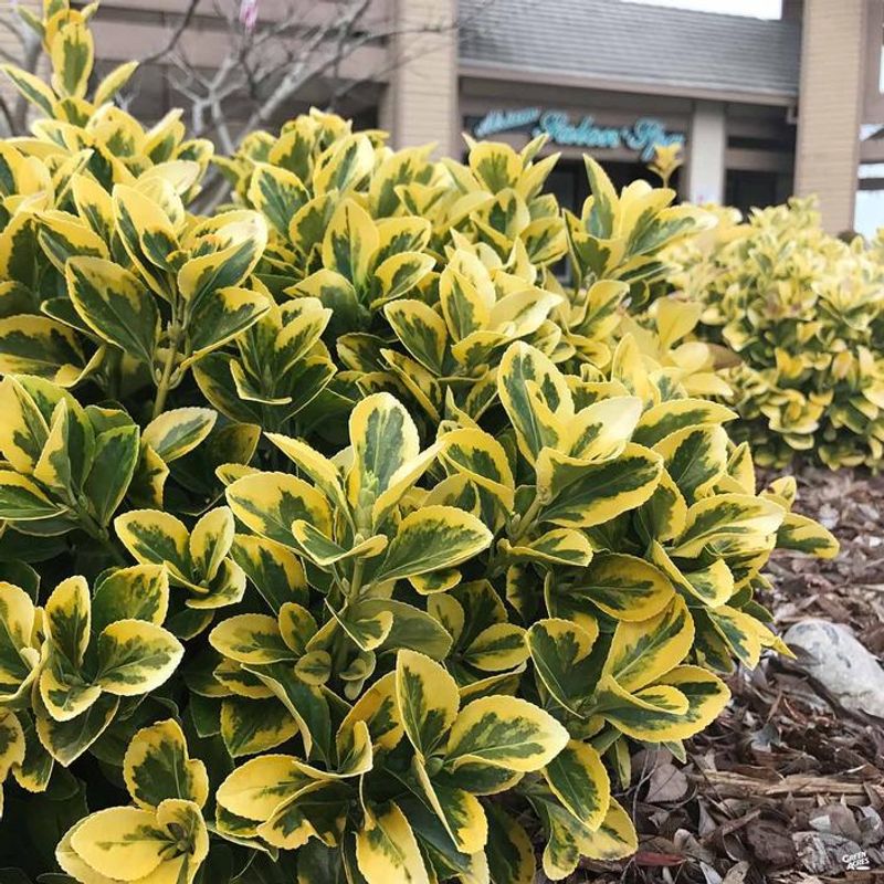 Golden Euonymus