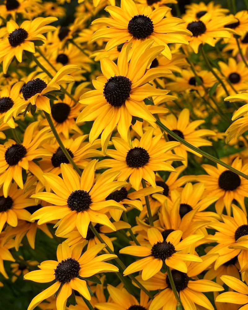 Black Eyed Susan Blooms Through Tough Conditions